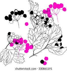 sketchy hand drawn vector illustration of viburnum branch with berries 