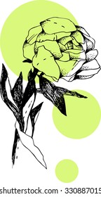 sketchy hand drawn vector illustration of garden rose branch 