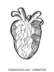 sketchy human heart