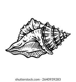 A sketchy icon of conch shell