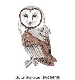 Sketchy illustration of a Screech Owl