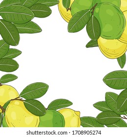 Sketchy lime. Hand drawn card template. Vector design. Citrus fruit. For poster, banner, invitation