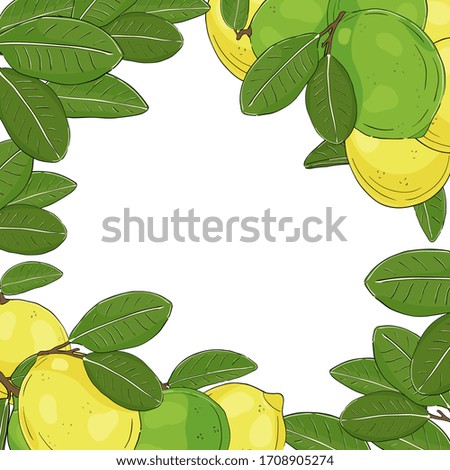 Sketchy lime. Hand drawn card template. Vector design. Citrus fruit. For poster, banner, invitation