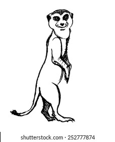 Sketchy meerkat/ Ink and pencil black on white/ Vector illustration