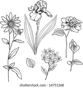 Sketchy Ornamental Flowers Vector Illustration