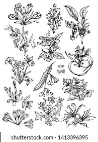 Sketchy Plants Vector Pack 01