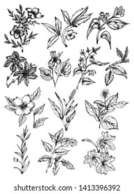 Sketchy Plants Vector Pack 04