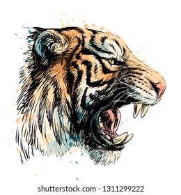 Sketchy portrait of a tiger on a white background. Watercolor splashes.