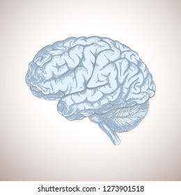 Sketchy style human brain abstract vector illustration