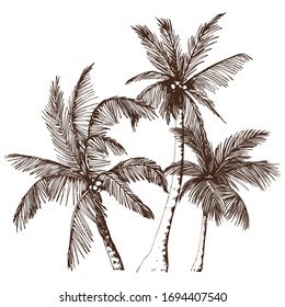 Sketchy tropical palm trees. Hand drawn vector illustration isolated on white background.