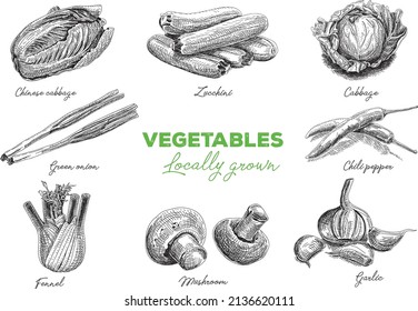 Sketchy vegetables set. Locally grown. 
Chinese cabbage, green onion, zucchini, cabbage, chili pepper, fennel, mushroom, garlic. 