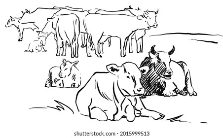 Sketcn herd of cows on meadow rural  side line hand drawn vector illustration