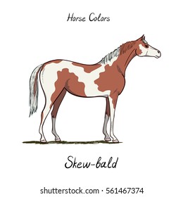 Skew bald horse color chart on white.  Equine coat colors with text. Equestrian scheme. Type of horse. Vector hand drawn cartoon illustration. 