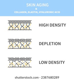 Skin aging and collagen, elastin and hyaluronic acid cross section diagram. Firm young skin becoming saggy with low fiber levels. Linear vector illustration.