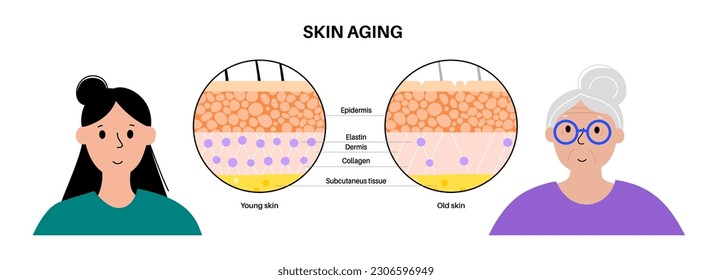 Skin aging concept. Young and old skin comparison, elastane and collagen components. Skin changes with age. Wrinkles on the body over time. Epidermis, dermis and hypodermis flat vector illustration.