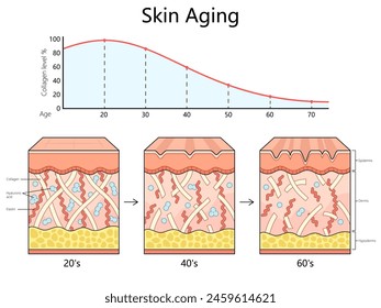 skin aging process from the 20s to the 60s, showing the decrease in collagen, elastin, and hyaluronic acid diagram hand drawn schematic vector illustration. Medical science educational illustration