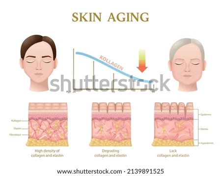 Skin aging process anatomy of layers during decrease of collagen level realistic infographics vector illustration