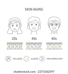 Proceso de envejecimiento cutáneo que muestra reducción de las células de colágeno, elastina y ácido hialurónico con el tiempo. Cambios en la piel en mujeres jóvenes y mayores con líneas finas y aspecto de arrugas. Ilustración vectorial.