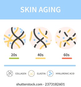 Skin aging process showing reduction of collagen, elastin and hyaluronic acid cells with time. Skin firmness and elastisity changes. Beauty and wellness concept. Medical vector illustration.