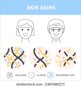 Proceso de envejecimiento cutáneo que muestra reducción de las células de colágeno, elastina y ácido hialurónico con la edad. Cambios de piel en mujeres jóvenes y mayores. El concepto de belleza y bienestar. Ilustración vectorial médica.