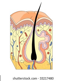 anatomía cutánea