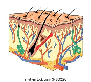anatomía cutánea
