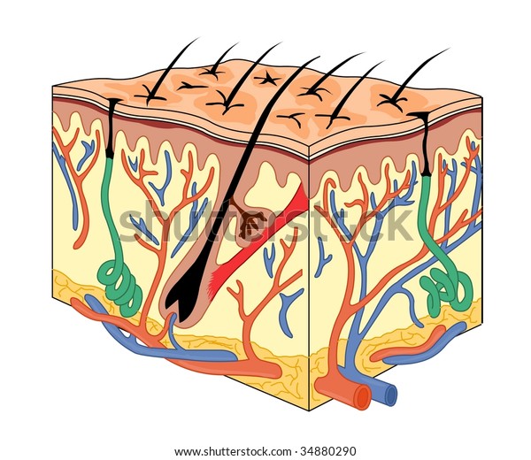 Skin Anatomy Stock Vector (Royalty Free) 34880290