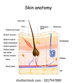 Skin anatomy. Cross section of the human skin. layers of the human skin (epidermis, dermis, fat), Hair follicle, Sensory receptor, Sweat and Sebaceous glands.