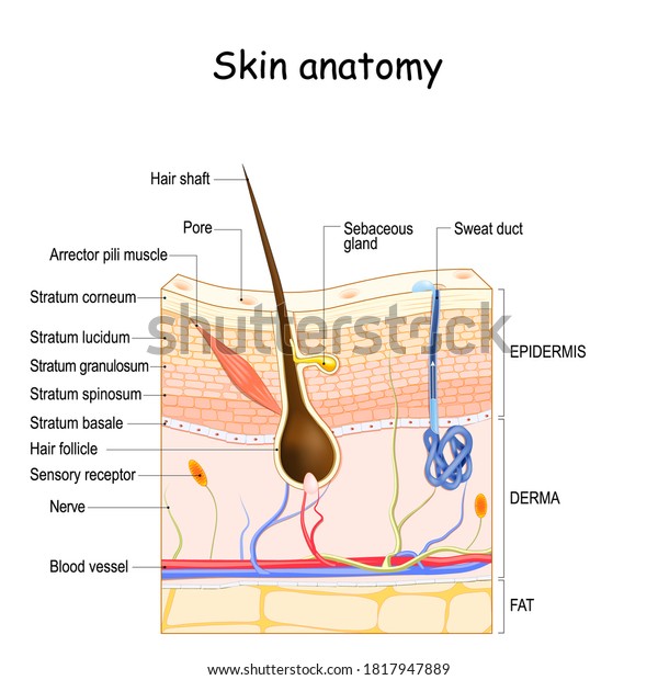 Skin anatomy. Cross section of the\
human skin. layers of the human skin (epidermis, dermis, fat), Hair\
follicle, Sensory receptor, Sweat and Sebaceous\
glands.