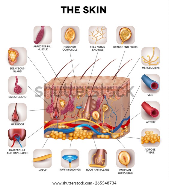 Skin Anatomy Detailed Illustration Beautiful Bright Stock Vector ...