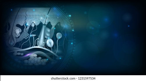 Skin anatomy detailed structure abstract backdrop design