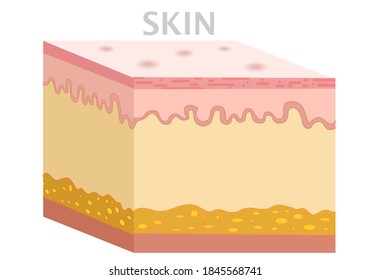 simple skin layers diagram
