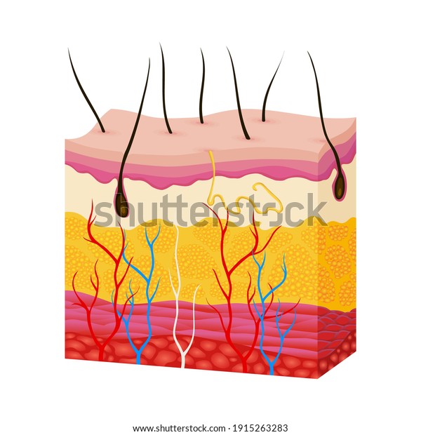Skin anatomy.\
Human body skin vector illustration with parts vein artery hair\
sweat gland epidermis dermis and hypodermis. Human Cross-section of\
the skin layers structure