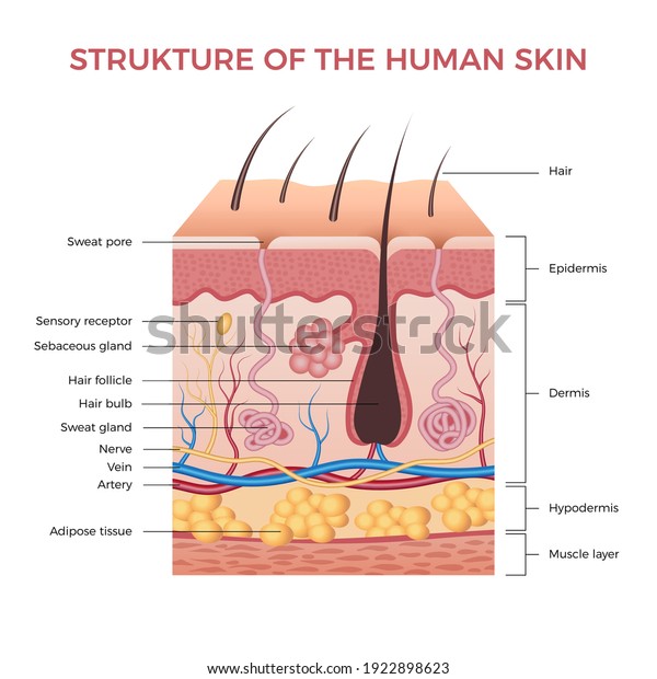 Skin anatomy. Human normal\
skin dermis epidermis adipose layers recent vector biological\
infographic