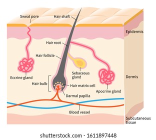 Gastric Band Anatomical Vector Illustration Diagram Stock Vector ...