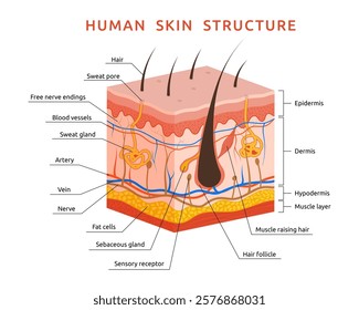 Skin anatomy layer. Human hair structure. Epidermis surface. Nerves and sweat gland pores. Dermis diagram section. Healthy follicle. Dermatology science model. Vector garish microscopic infographic