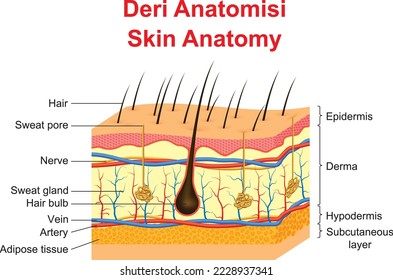 Skin Anatomy and parts of the skin