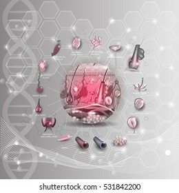 Skin anatomy structure in the round shape detailed anatomy illustration, abstract DNA scientific background