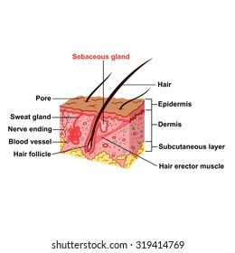 Skin Anatomy vector
