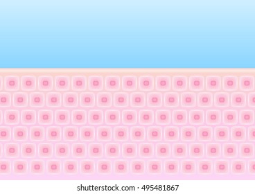 skin and anatomy vector ,  background