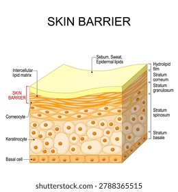 Skin barrier. Cross section of a human skin. Cell structure of human skin. Layers of epidermis Stratum granulosum, Stratum corneum, Stratum spinosum. Hydrolipid film Intercellular lipid matrix, Corneocyte, Keratinocyte, and Basal cell. Vector illustration. Medical poster. Schematic diagram.