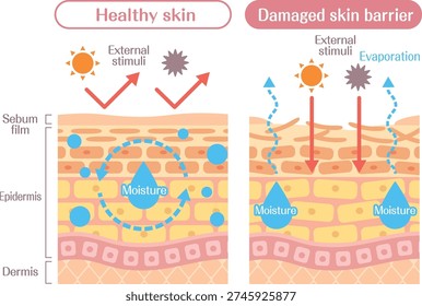 Skin barrier function diagram healthy vs damaged