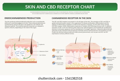 Skin and CBD Receptor Chart horizontal textbook infographic illustration about cannabis as herbal alternative medicine and chemical therapy, healthcare and medical science vector.