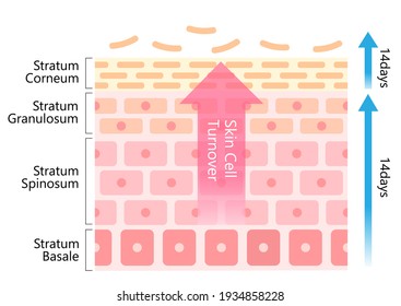 skin cell turnover diagram illustration. Skin care and beauty concept