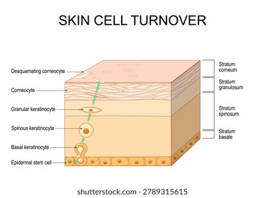 Skin cell turnover. Path of the cell from the division of Epidermal stem cell in the basal layer, Spinous keratinocyte, Granular keratinocyte, to  Corneocyte on the surface of the skin. Epidermal homeostasis. Vector illustration. Medical diagram.