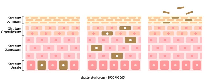 Skin Cell Turnover Process Illustration. Skin Care And Beauty Concept