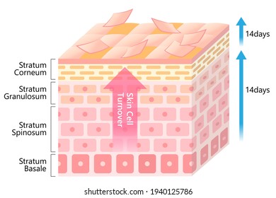 skin cell turnover process illustration. Skin care and beauty concept