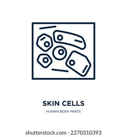 skin cells icon from human body parts collection. Thin linear skin cells, medical, care outline icon isolated on white background. Line vector skin cells sign, symbol for web and mobile