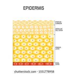 Pilas y capas de estructura de la epidermis. cornificada (estrato corneum), capa transparente o translúcida (lucidum), granular (estrato granuloso), espinosa (spinosum), capa basal o germinal