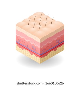 Skin With Cellulite And Hair Cross-section Of Human Skin Layers Structure Skincare Medical Concept Flat Vector Illustration